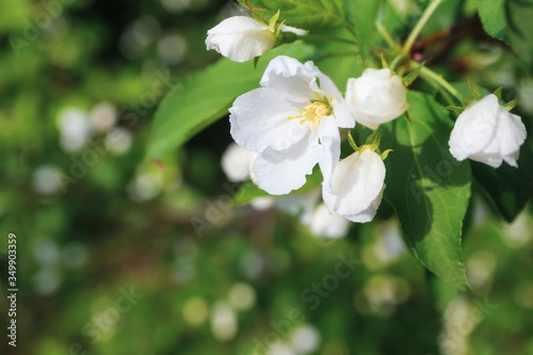 Fototapeta White flowers of apple trees bloom on a branch. Close-up. The concept of spring, summer, flowering, holiday. Image for banner, postcards.