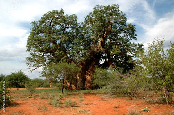 Obraz baobab tree