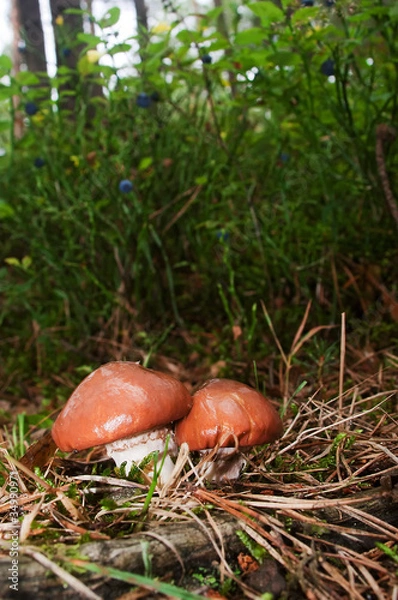 Obraz Suillus luteus