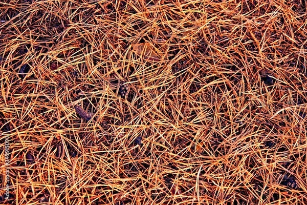 Obraz dry needles of a pine