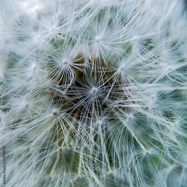 Fototapeta A blowball with all its seeds macro pattern