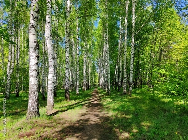 Fototapeta path in a green birch grove on a sunny day