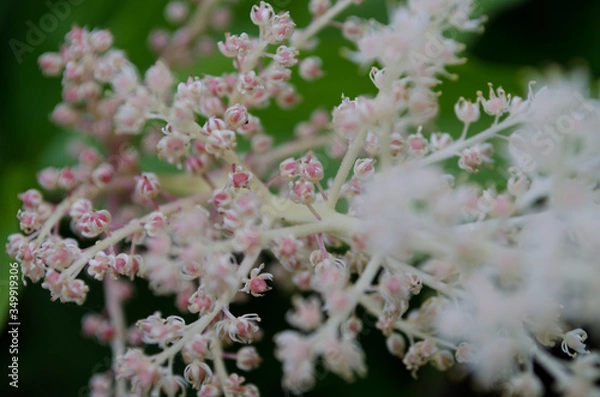 Obraz lilac flowers in spring