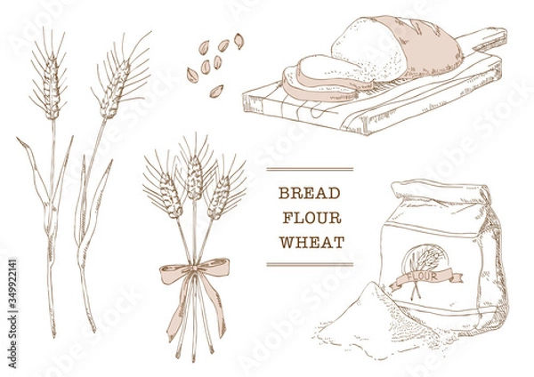 Obraz 小麦　小麦粉　パン　ベクターイラスト