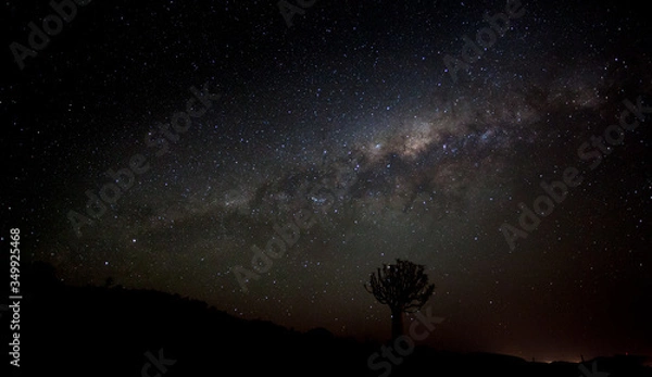 Obraz quiver tree under mikyway, nightscape , in the Karoo, south africa