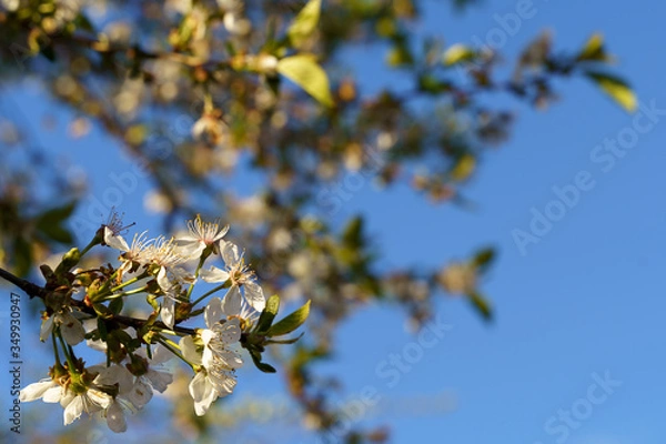 Obraz cherry tree white flowers spring blue sky