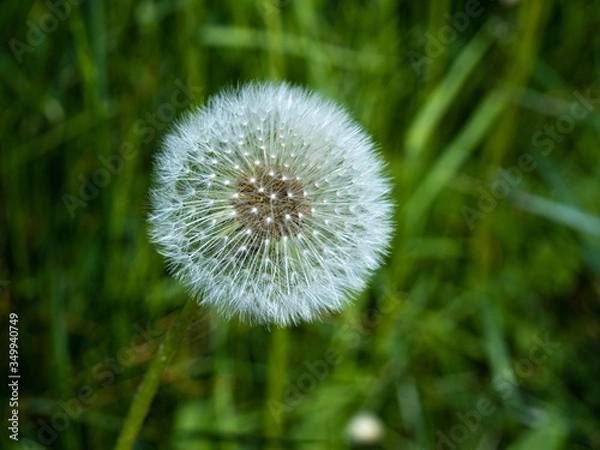 Obraz White dandelion close-up isolated in green grass.