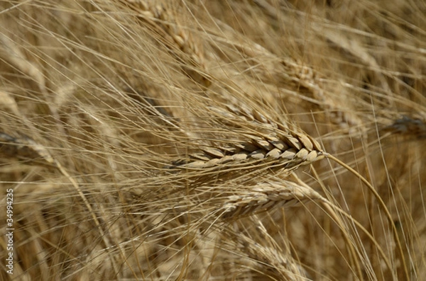 Fototapeta Wheat field