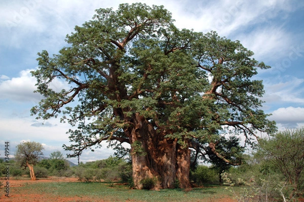 Obraz drzewo baobabu