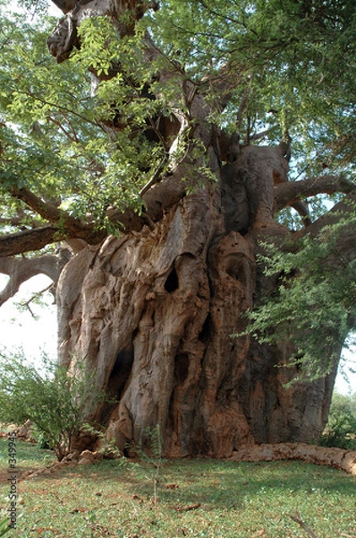 Obraz baobab tree