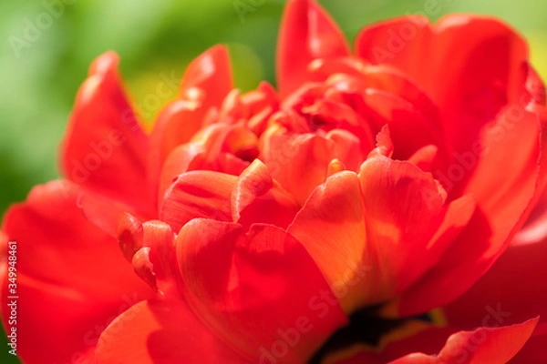 Obraz Beautiful spring tulip