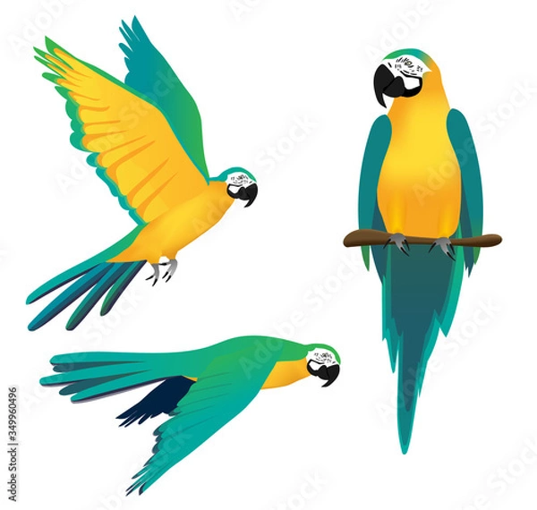 Fototapeta vector illustration of turquoise ara parrot in three positions: sitting on a branch and flying with wings stretched in the sky and pointing downwards