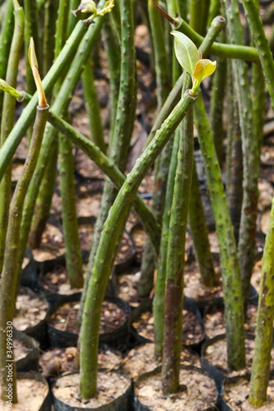 Obraz Little mangrove