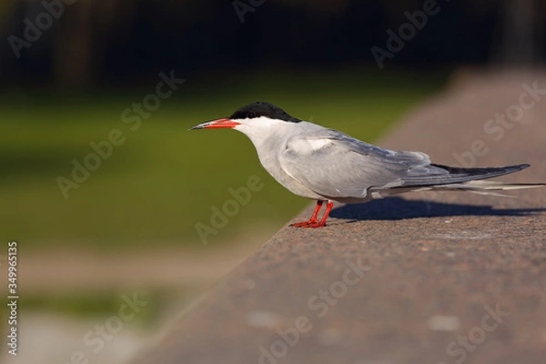 Obraz River tern.(Sterna hirundo)