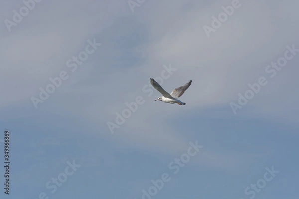 Fototapeta seagull in flight