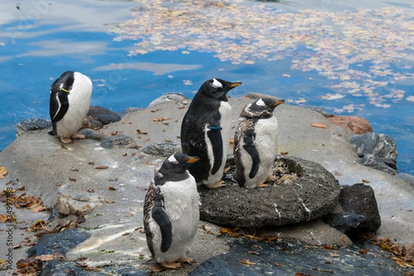 Obraz Penguin