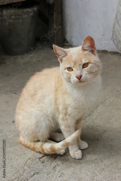 Obraz cat on the wall