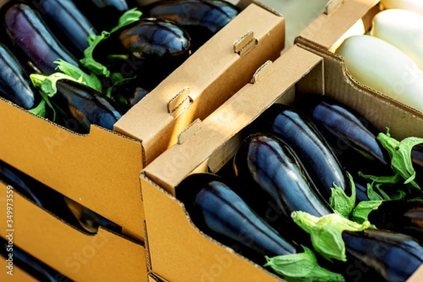 Obraz 
eggplant in boxes in an industrial greenhouse