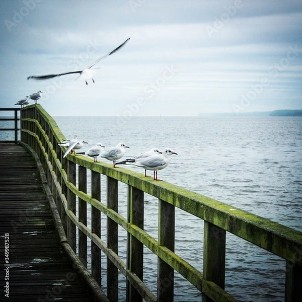 Obraz seagulls on pier
