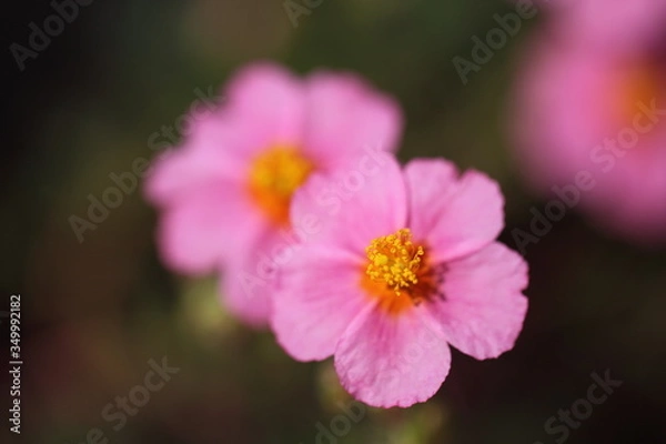 Obraz Sonnenröschen