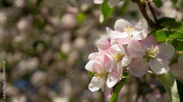 Obraz cherry tree blossom