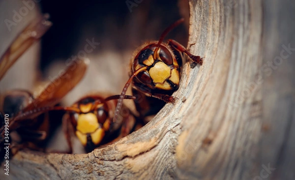 Obraz Two big wasps - hornets