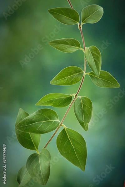 Fototapeta Trepadeira