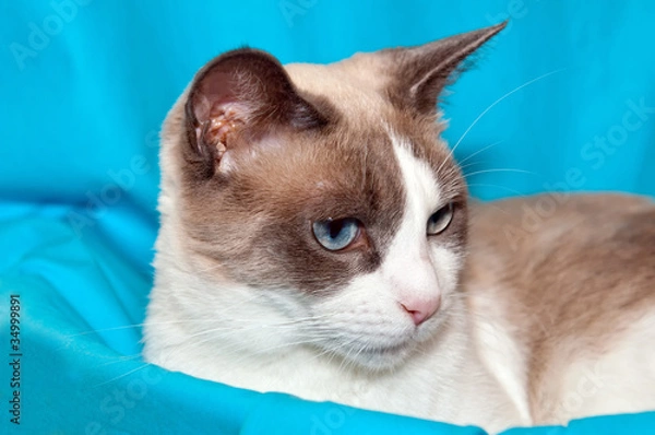 Fototapeta Snowshoe Cat