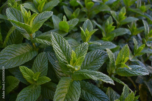 Fototapeta menthe