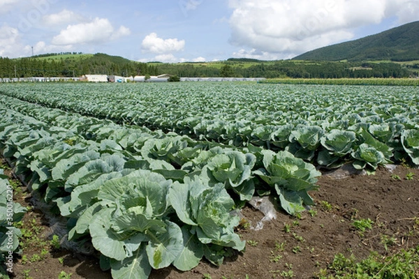 Obraz キャベツ畑