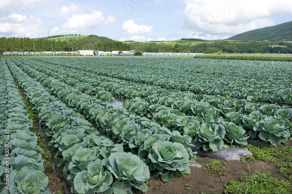 Obraz キャベツ畑