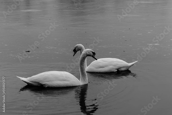 Obraz Swans b&w