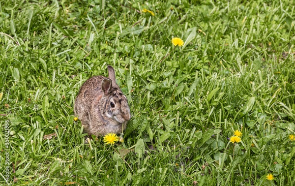 Obraz Rabbit in the Lawn