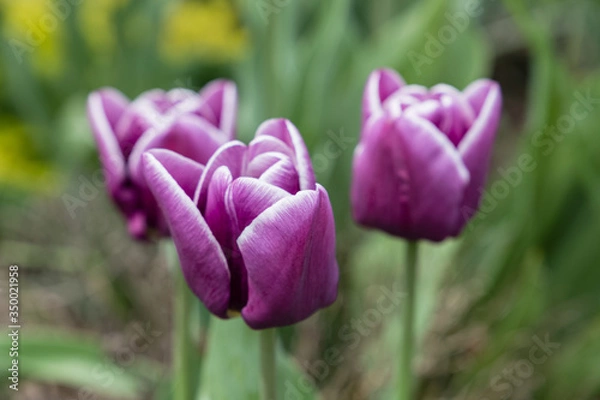 Obraz Tulips