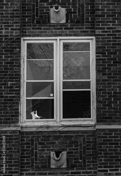 Obraz Cat in Window B&W