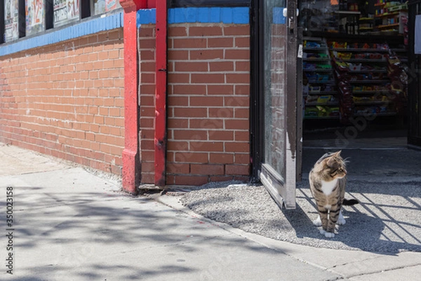 Obraz Bodega Cat