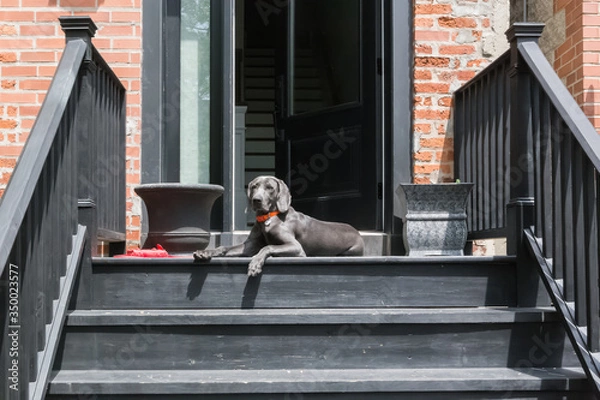 Obraz Dogs in Spring