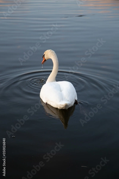 Obraz swan at dusk