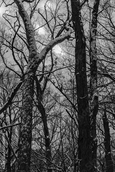 Fototapeta trees in winter