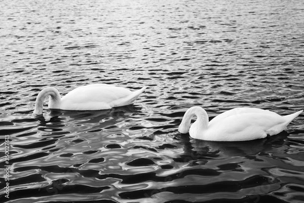 Obraz Swans Deep in Thought