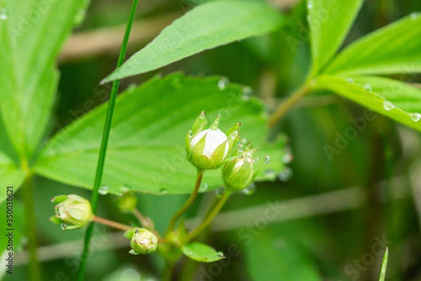 Obraz Rain on Strawberry Flower Buds