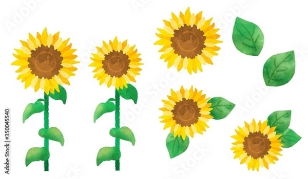 Fototapeta ひまわりの花　パーツセット