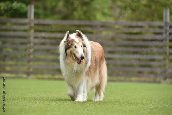 Fototapeta ドッグランで遊ぶコリー