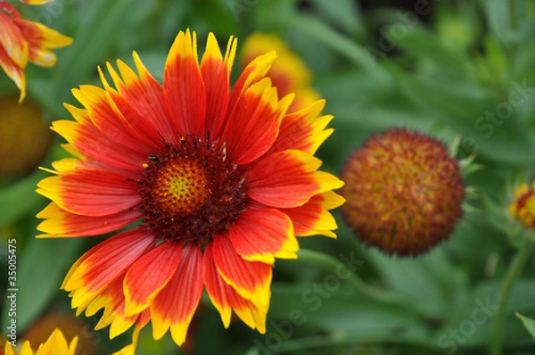 Obraz gaillardia grandiflora