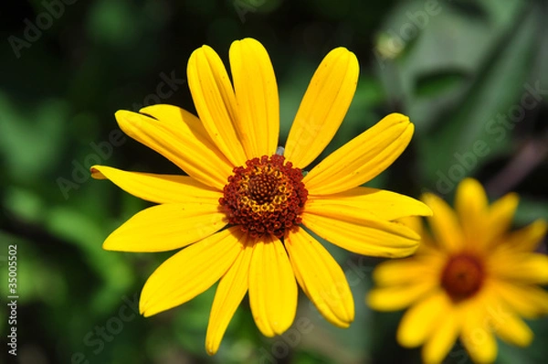 Obraz heliopsis helianthoides scabra