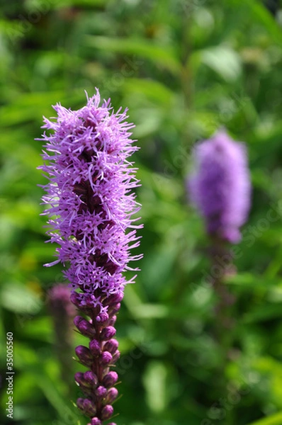Obraz liatris spicata kobold
