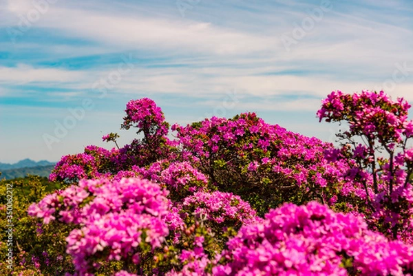 Fototapeta 経塚山のミヤマキリシマ