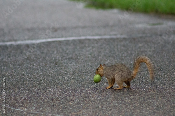 Fototapeta Squirrel with an acorn 