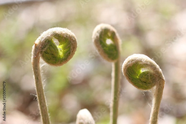 Obraz New beginnings