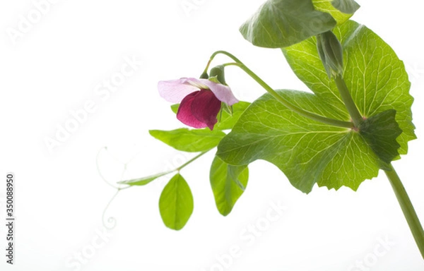 Fototapeta エンドウの花